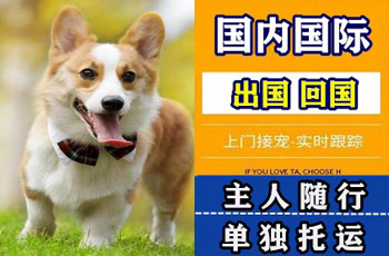 新竹市宠物托运公司新竹市宠物托运公司新竹市宠物托运公司