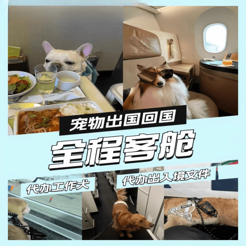 新竹市宠物托运到白俄罗斯宠物入境规定和要求